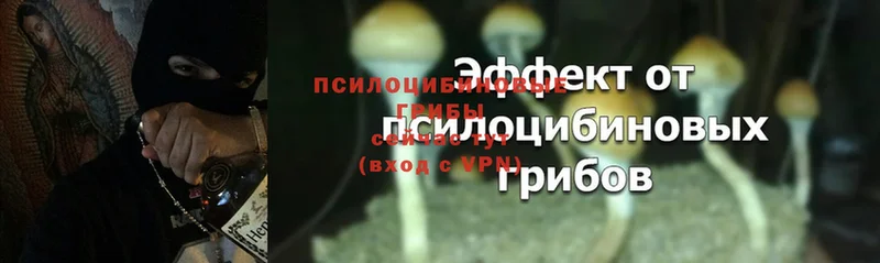 Псилоцибиновые грибы Psilocybe  Венёв 